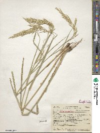 Bromus laevipes image