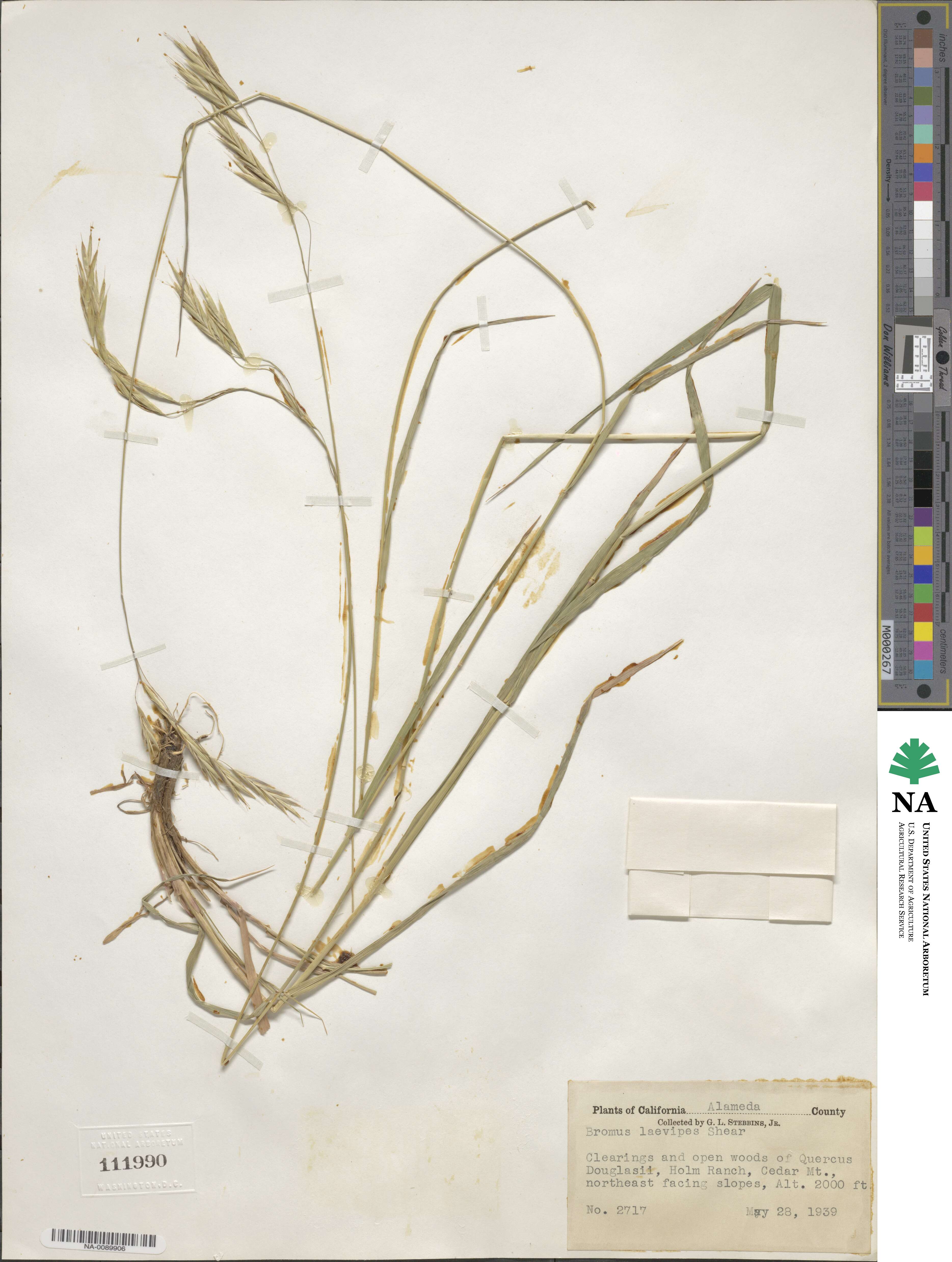 Bromus laevipes image