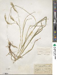 Bromus laevipes image