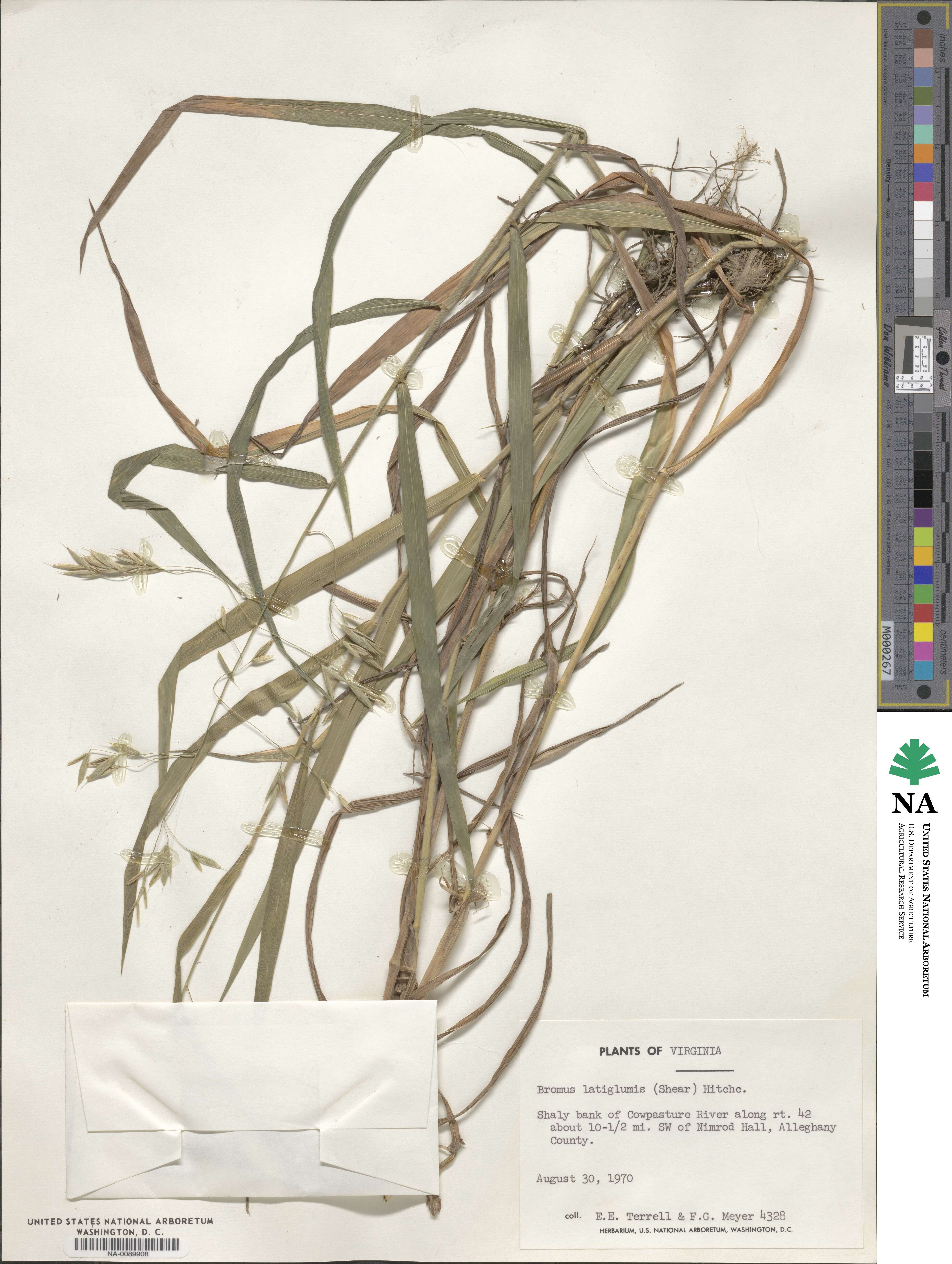 Bromus latiglumis image