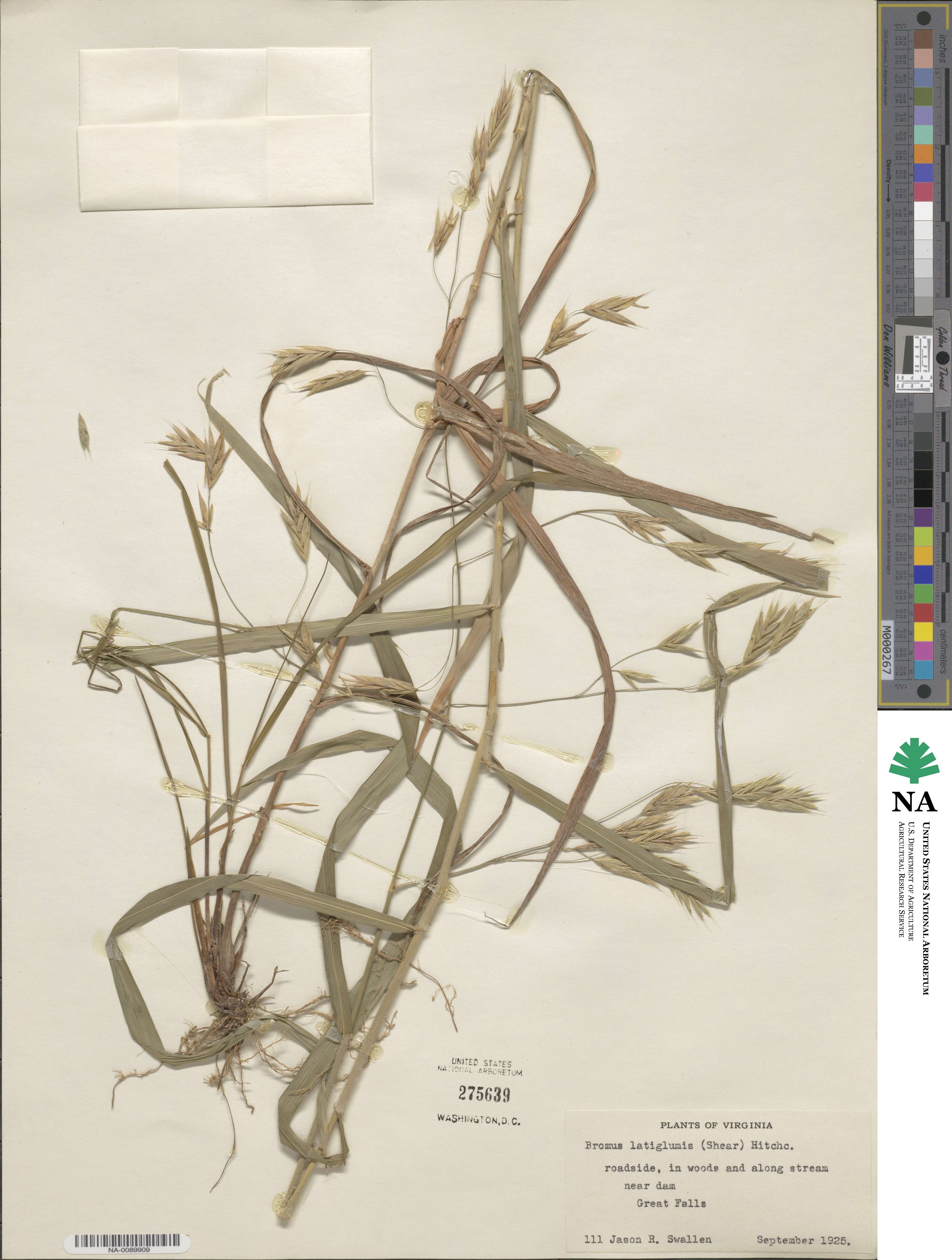 Bromus latiglumis image