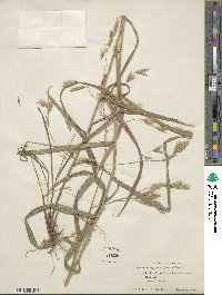 Bromus latiglumis image