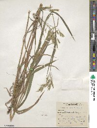 Bromus latiglumis image