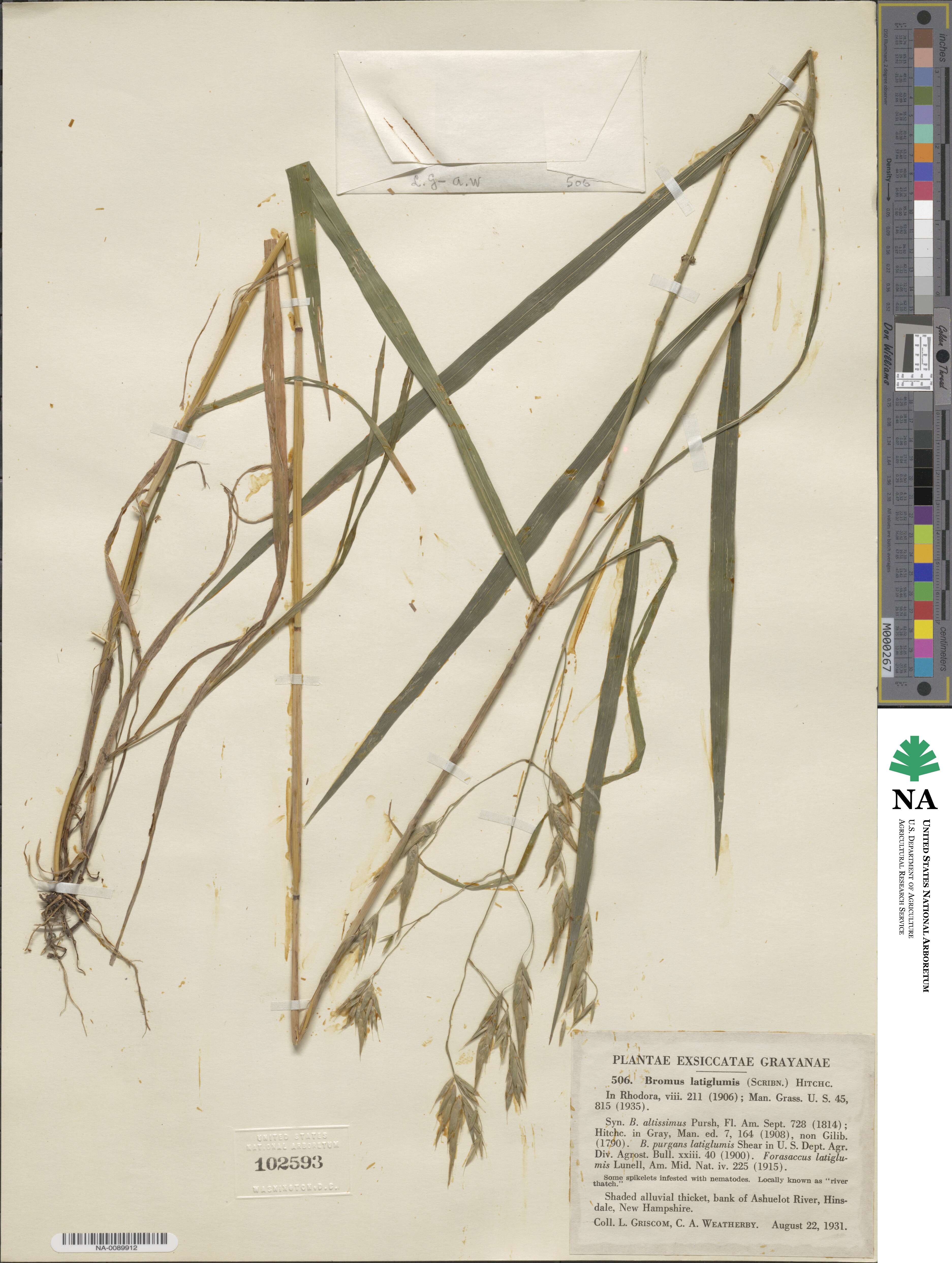 Bromus latiglumis image