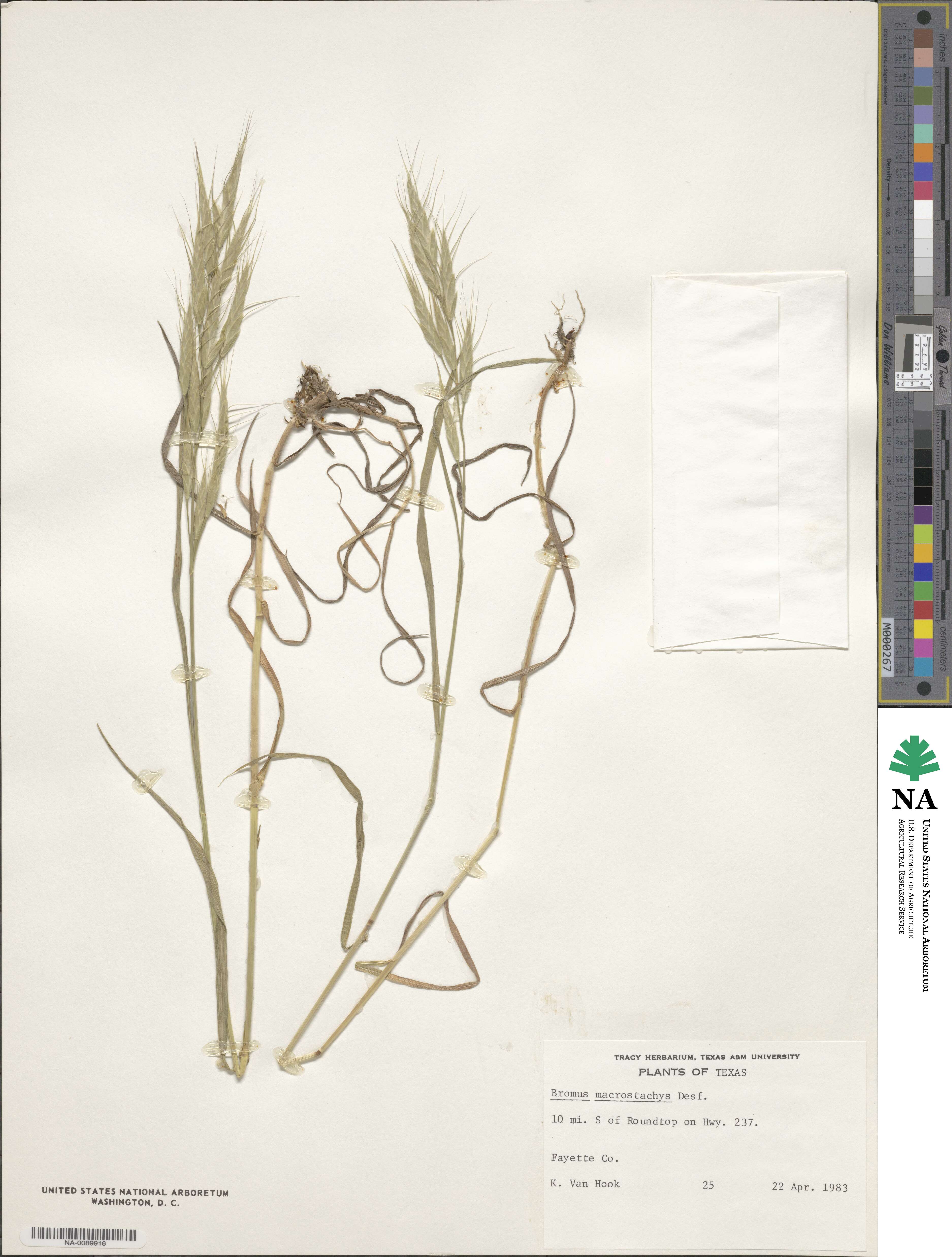 Bromus lanceolatus image