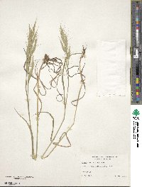 Bromus lanceolatus image