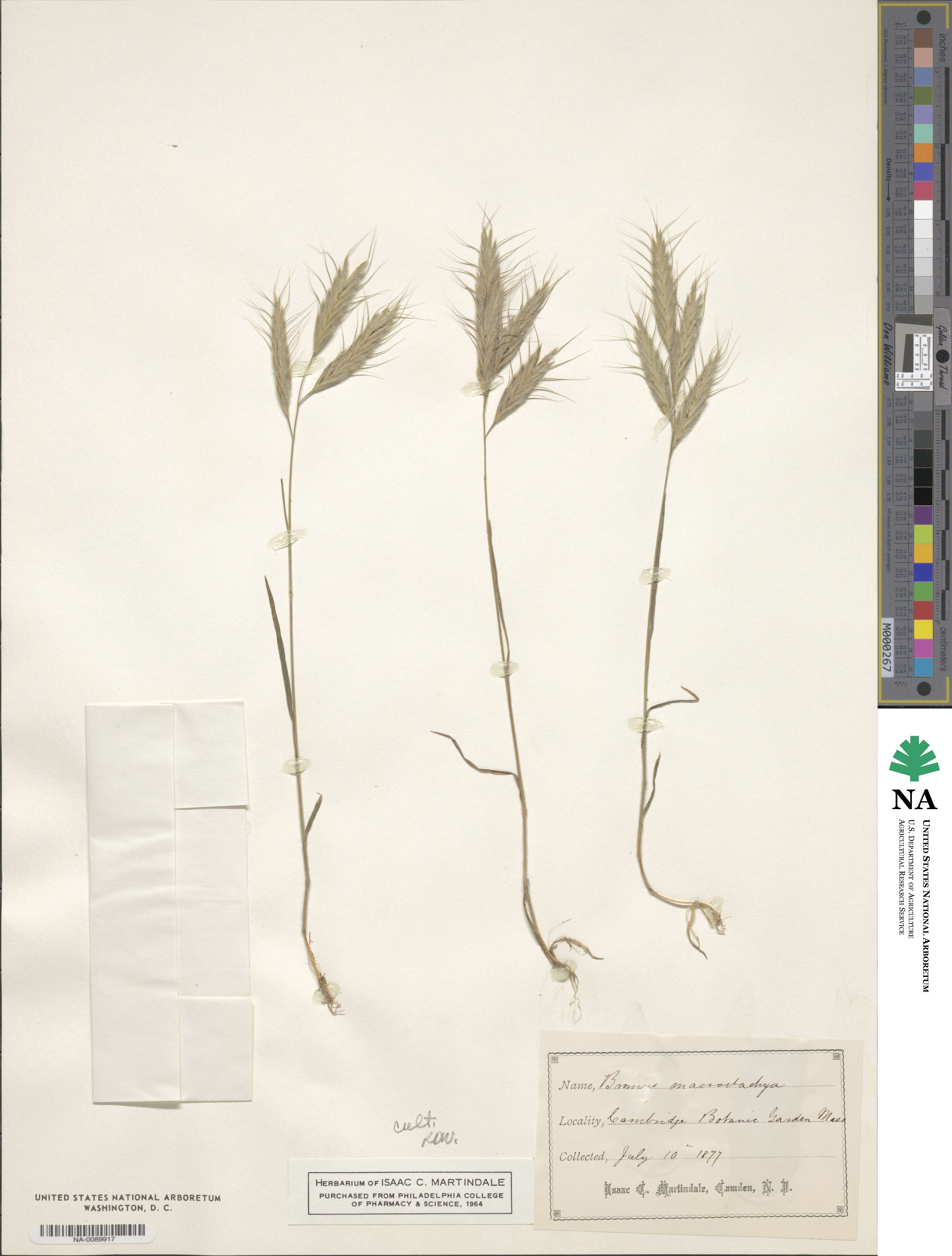 Bromus lanceolatus image