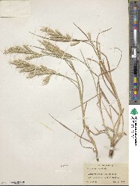 Bromus lanceolatus image