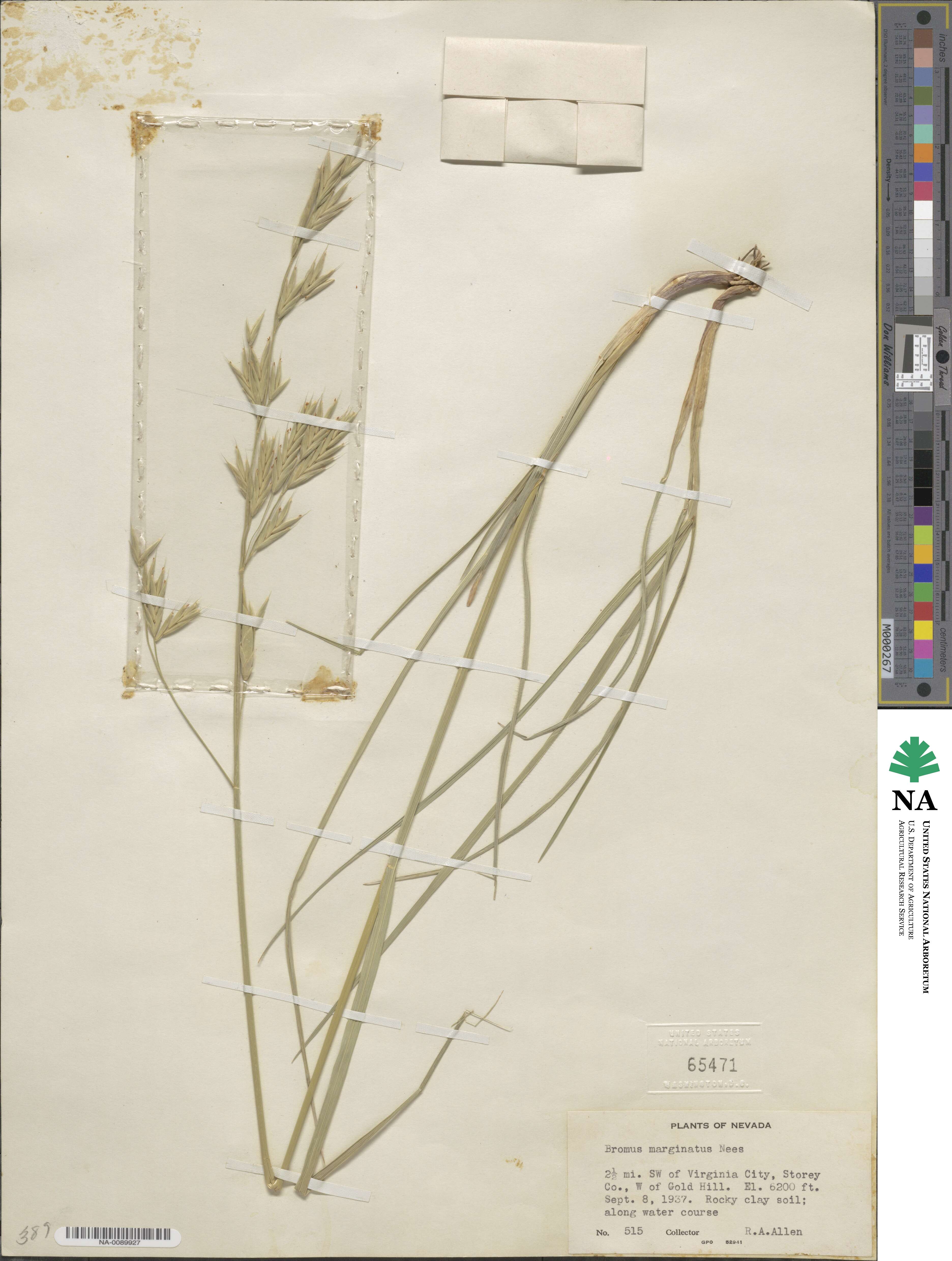 Bromus marginatus image