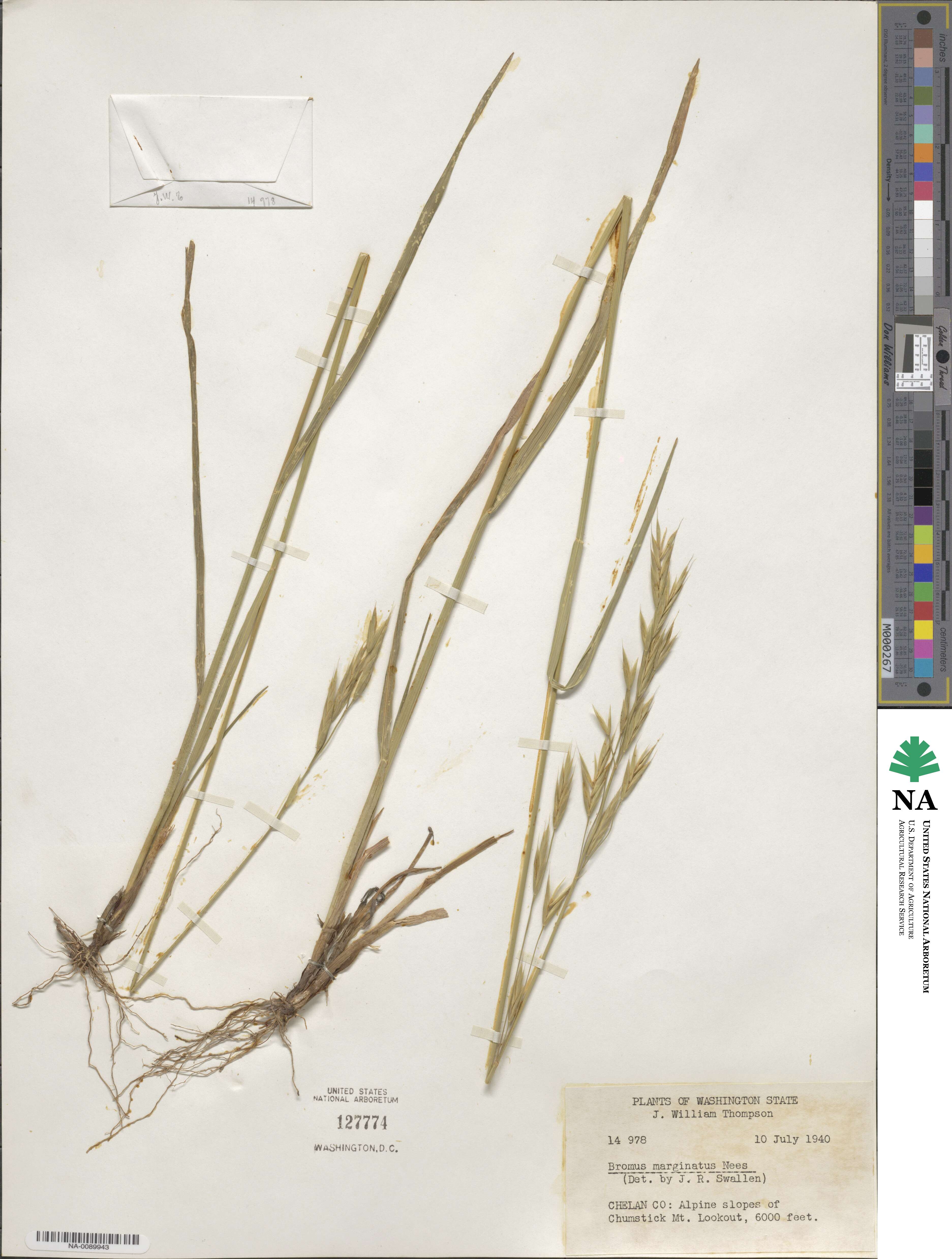 Bromus marginatus image