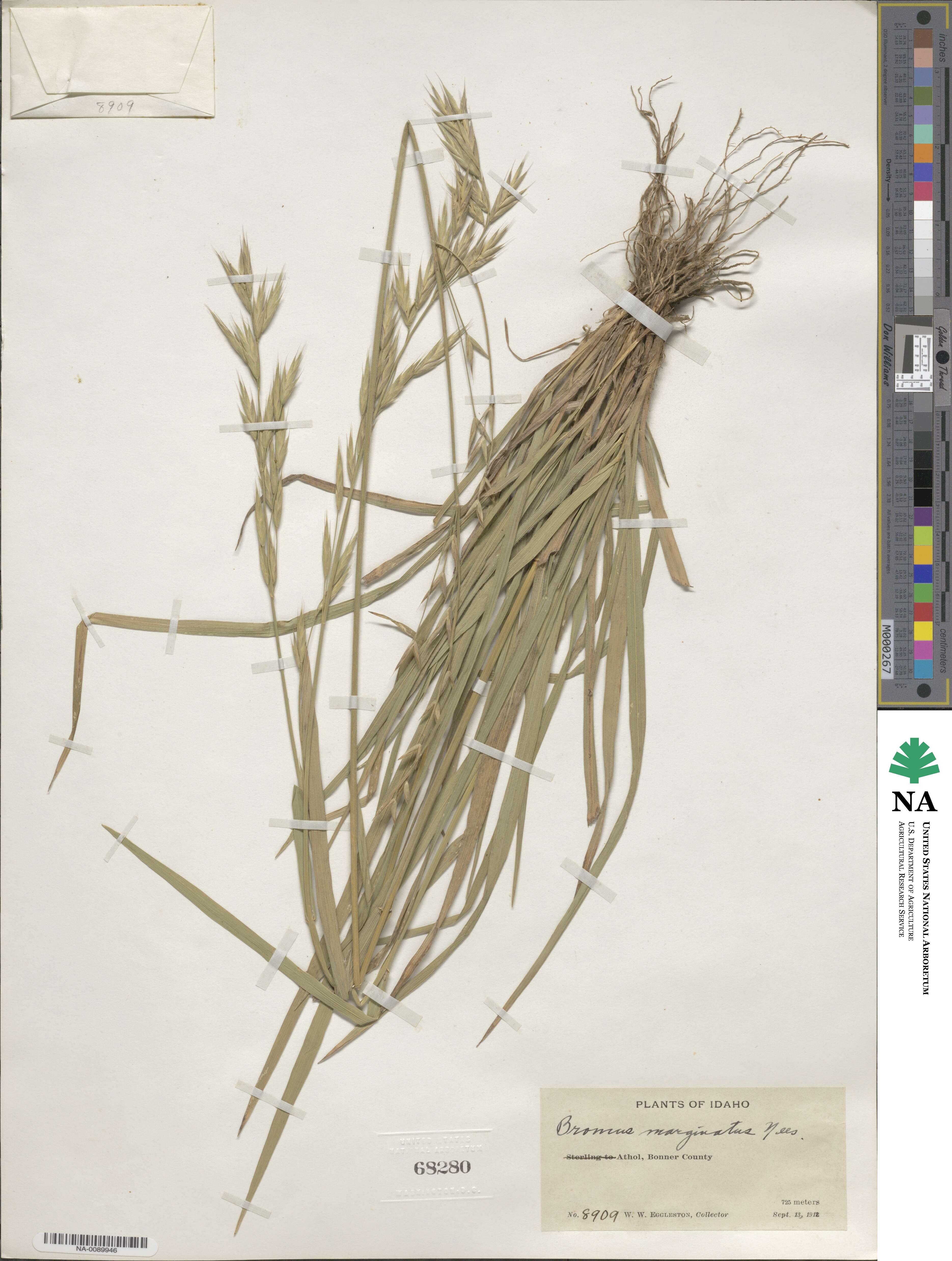 Bromus marginatus image