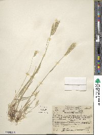 Bromus hordeaceus subsp. divaricatus image