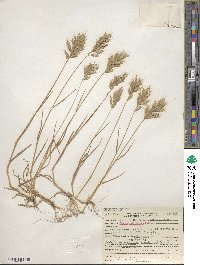 Bromus hordeaceus image