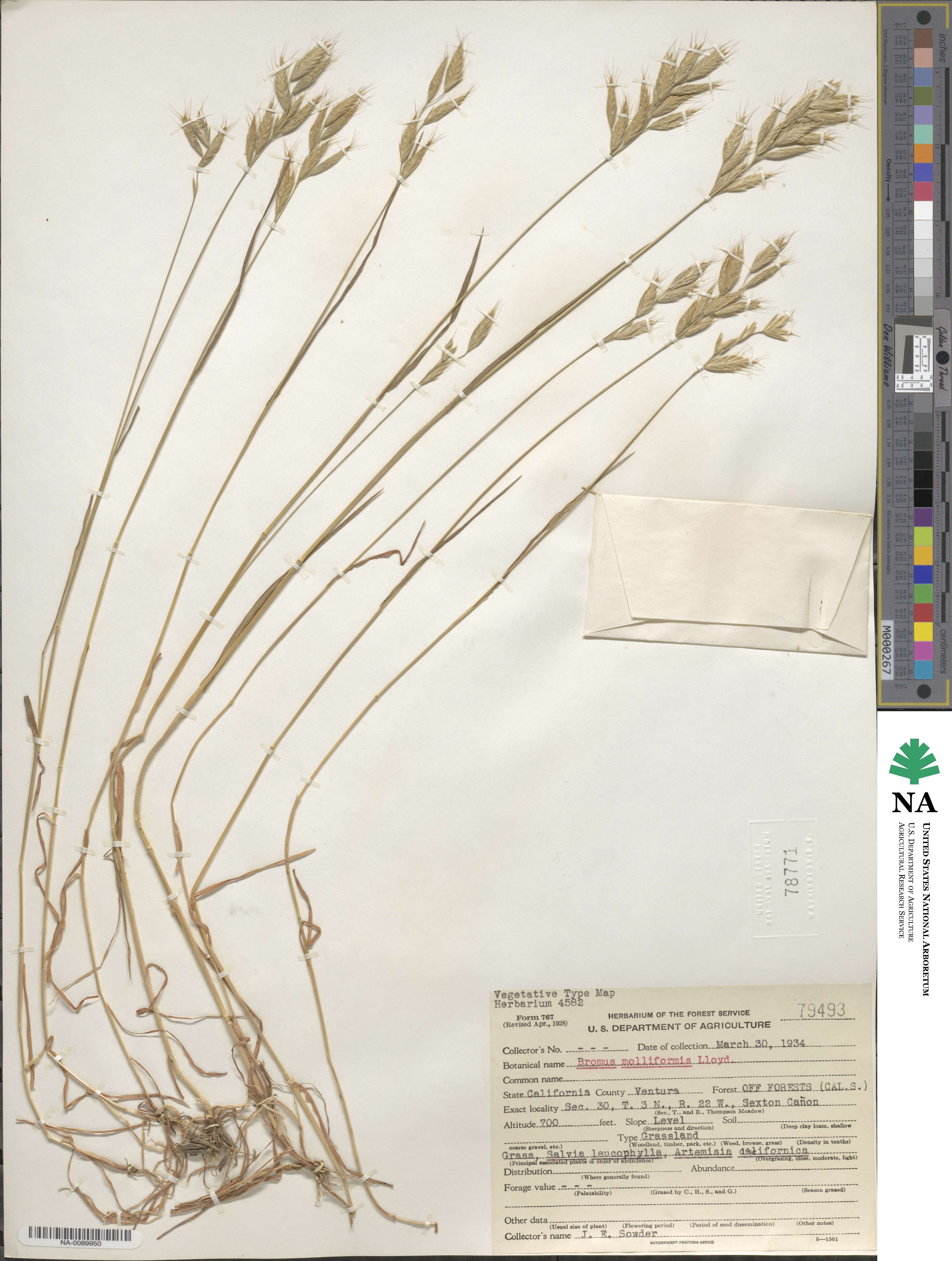 Bromus hordeaceus subsp. divaricatus image