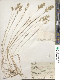 Bromus hordeaceus subsp. divaricatus image