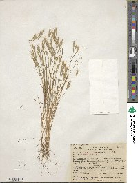 Bromus hordeaceus subsp. hordeaceus image