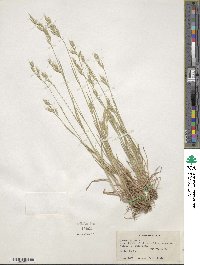 Bromus hordeaceus subsp. hordeaceus image