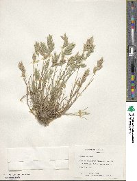 Bromus hordeaceus subsp. hordeaceus image