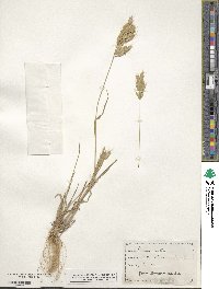 Bromus hordeaceus image