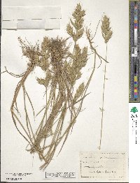 Bromus hordeaceus image