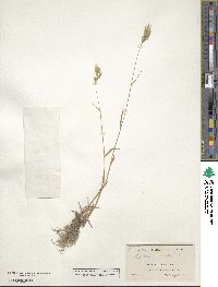 Bromus hordeaceus subsp. hordeaceus image