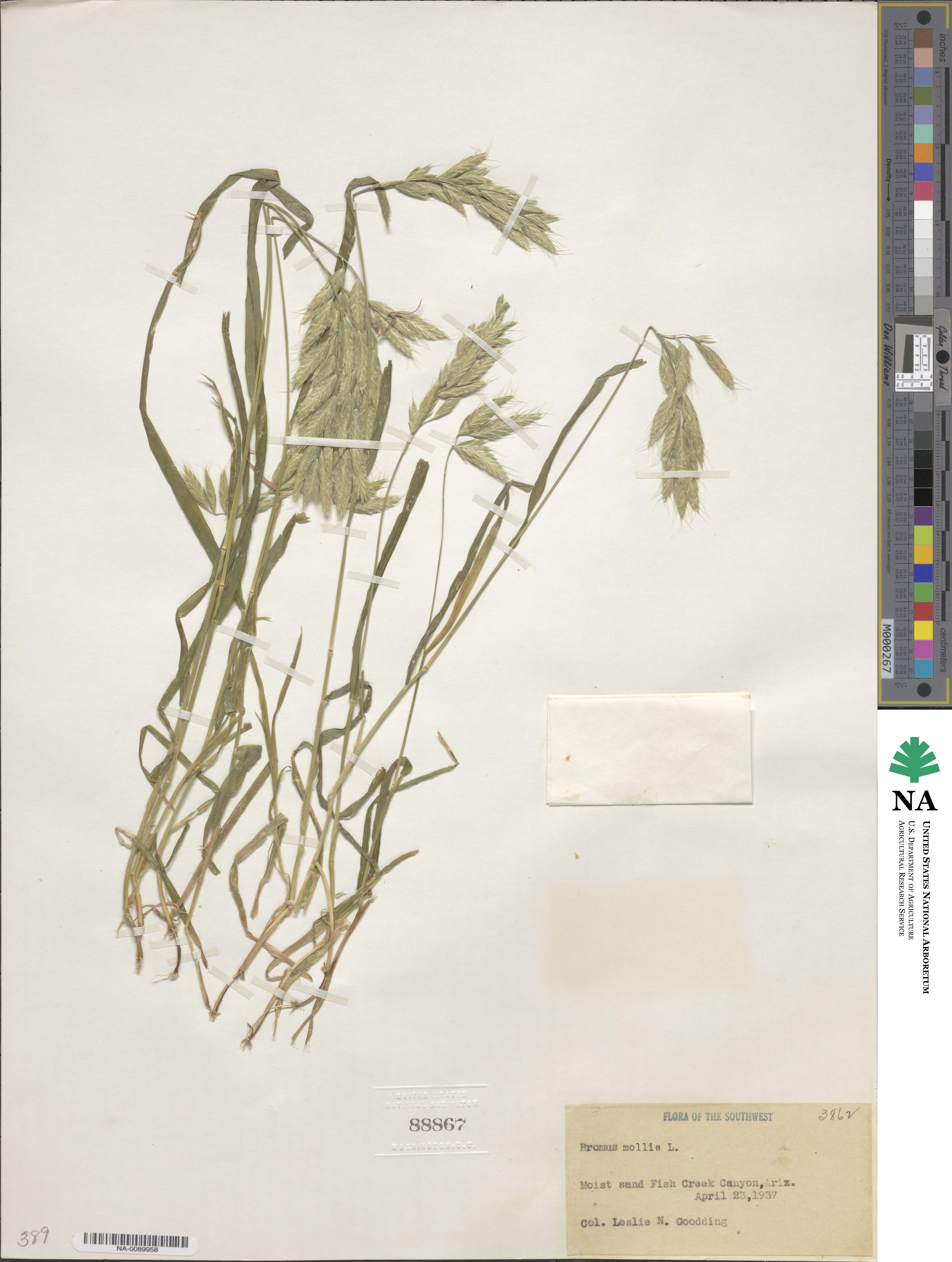 Bromus hordeaceus subsp. hordeaceus image
