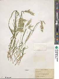 Bromus hordeaceus image