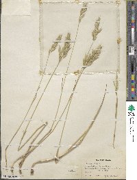 Bromus hordeaceus image