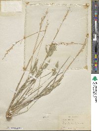 Bromus hordeaceus subsp. hordeaceus image