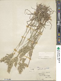 Bromus hordeaceus image