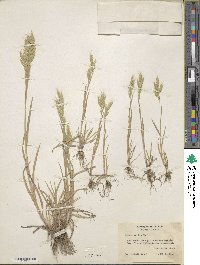 Bromus hordeaceus subsp. hordeaceus image