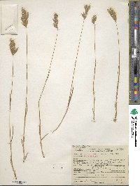 Bromus hordeaceus subsp. hordeaceus image