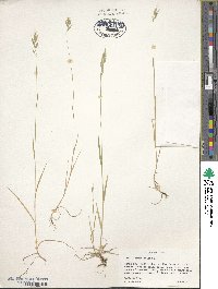 Bromus hordeaceus image