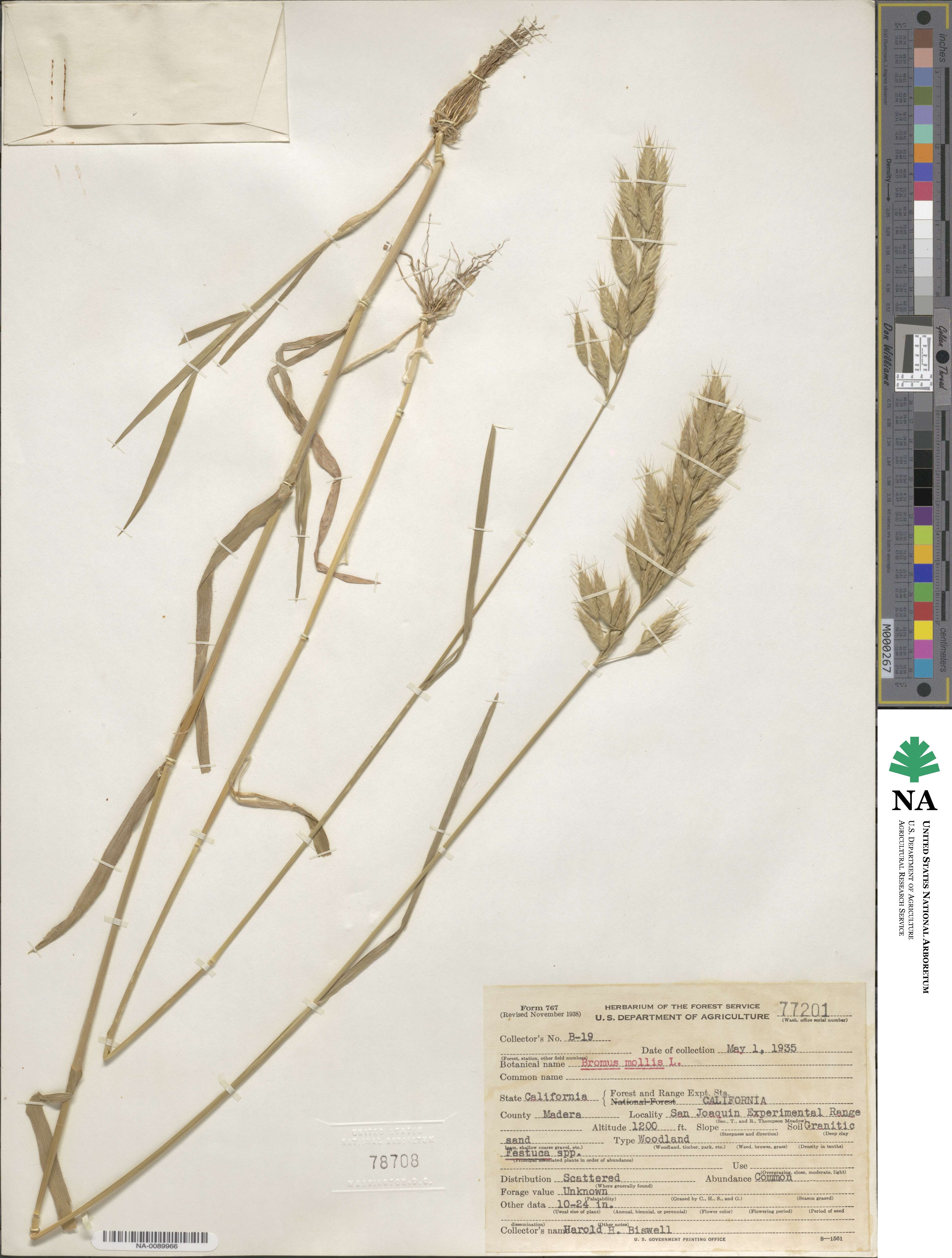 Bromus hordeaceus subsp. hordeaceus image