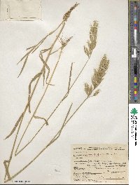 Bromus hordeaceus image