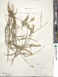 Bromus hordeaceus subsp. hordeaceus image