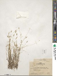 Bromus hordeaceus subsp. hordeaceus image