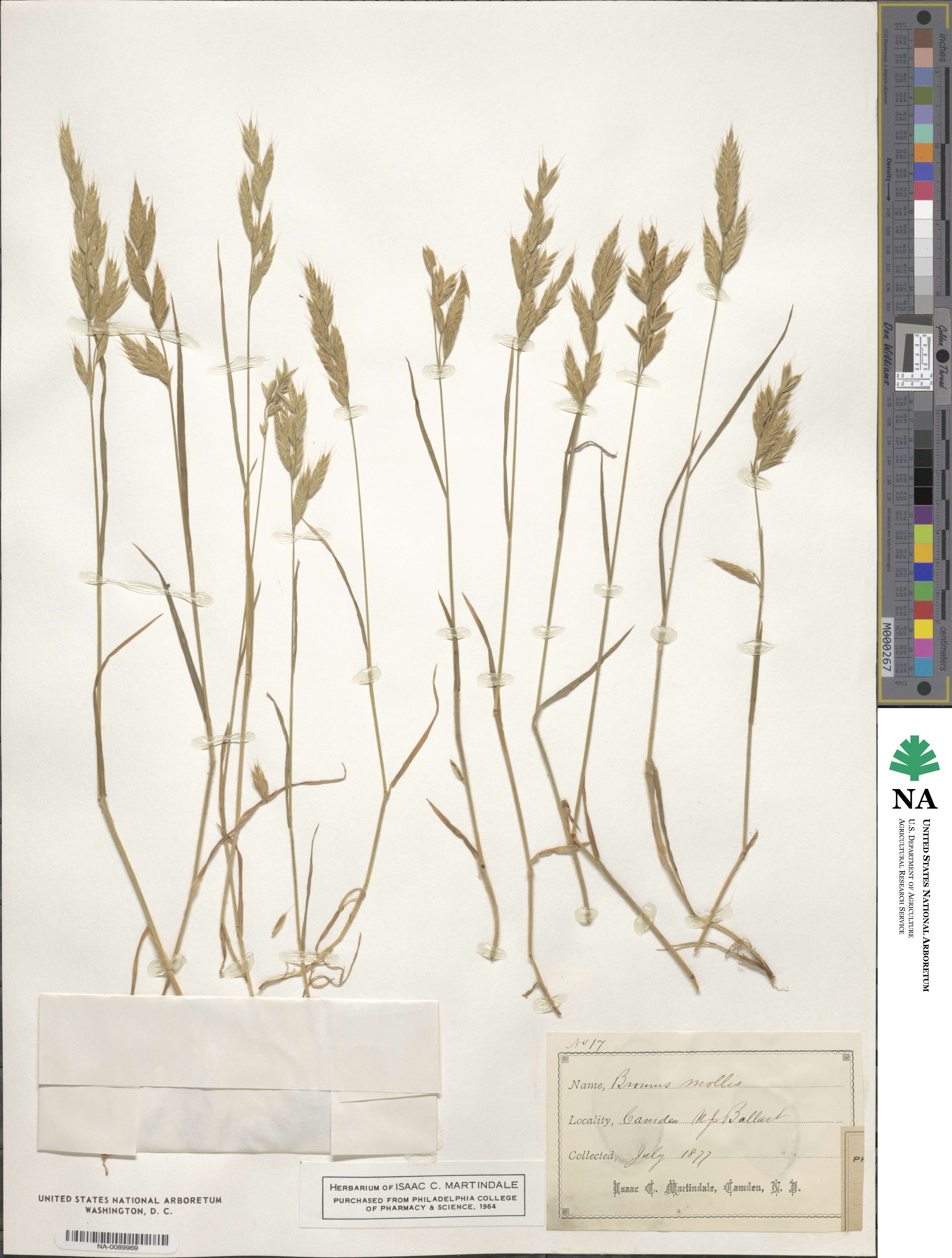 Bromus hordeaceus image