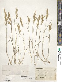 Bromus hordeaceus subsp. hordeaceus image