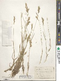 Bromus hordeaceus image