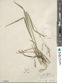 Bromus orcuttianus image