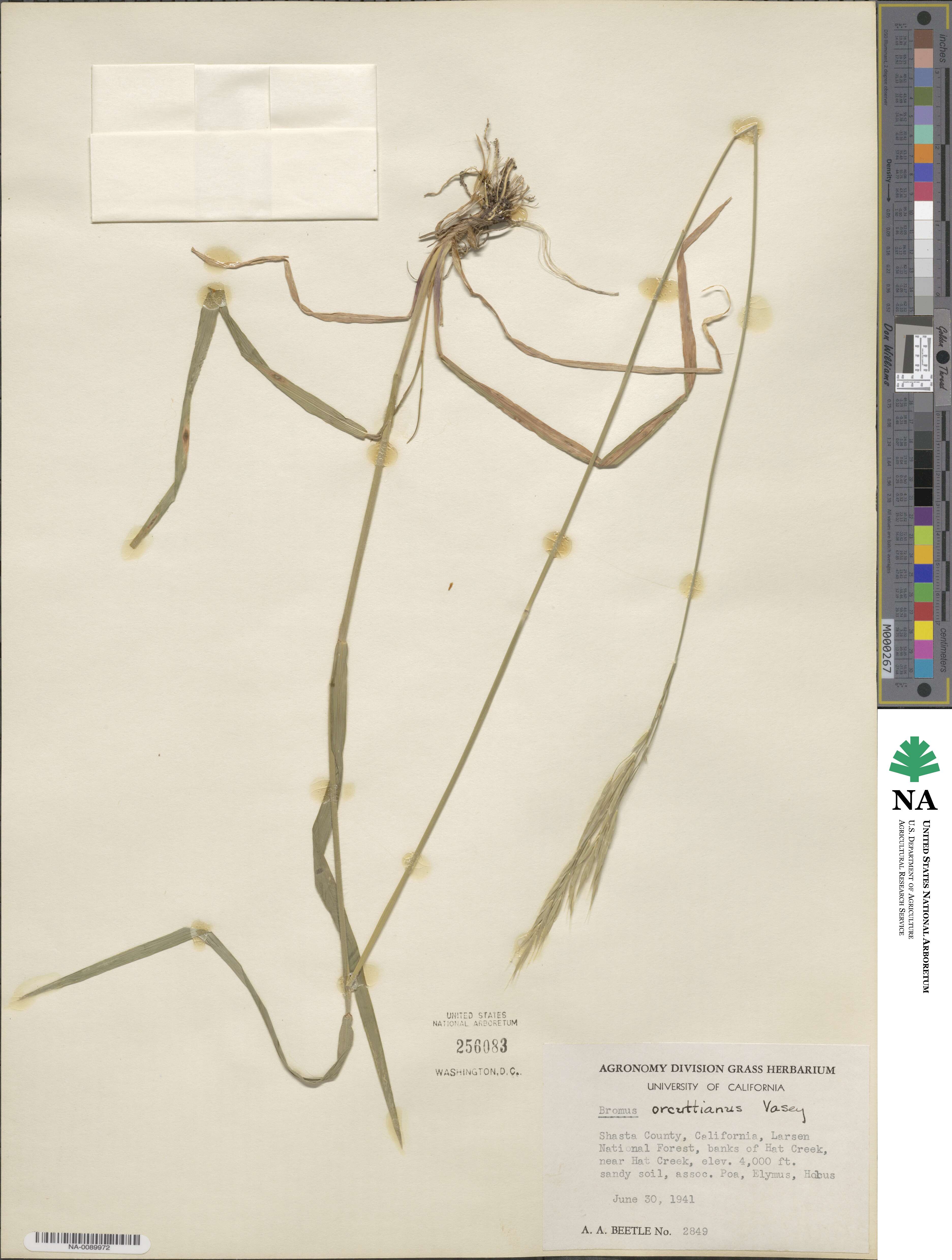 Bromus orcuttianus image