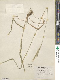 Bromus orcuttianus image