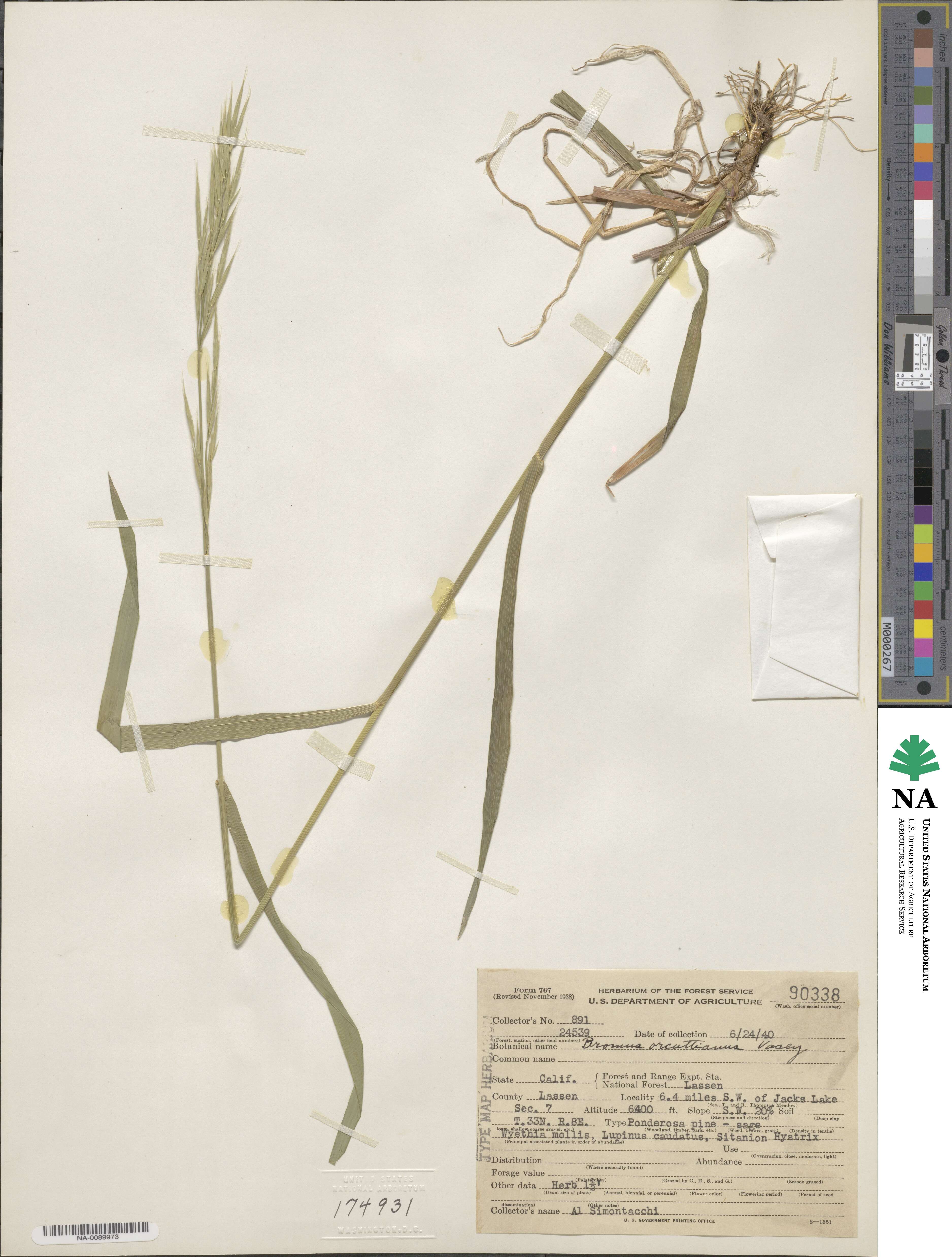 Bromus orcuttianus image