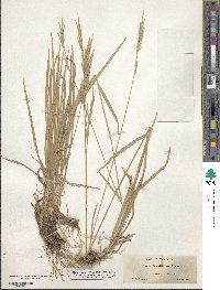 Bromus orcuttianus image