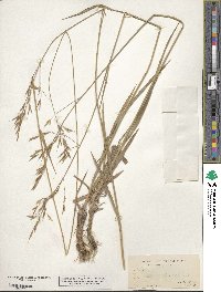 Bromus orcuttianus image