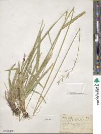 Bromus orcuttianus image