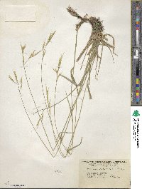 Bromus orcuttianus image