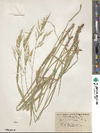 Bromus orcuttianus image