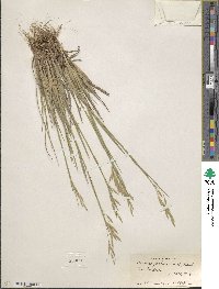 Bromus porteri image